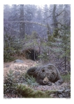 Bear near Den-Vadim Gorbatov